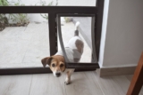 Top 10 Best Dog Doors 2026
