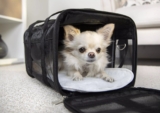 Top 10 Best Pet Carriers 2026